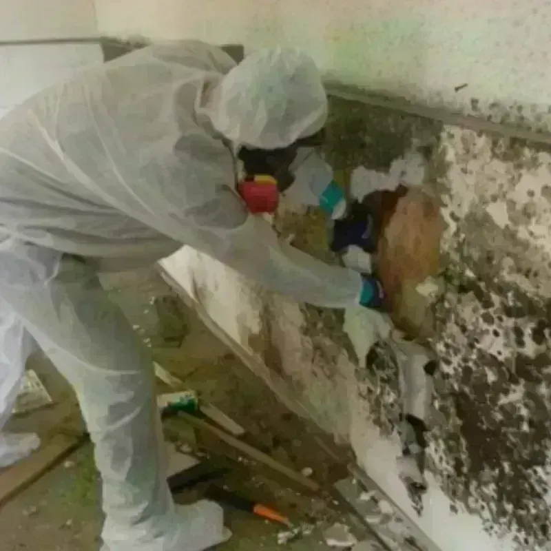 Mold Remediation and Removal in Logan, UT